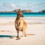 När bada i Kangaroo Island?